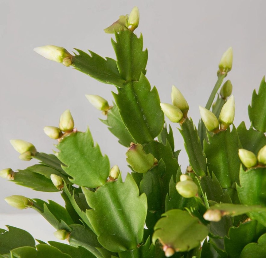 How To Care For A Christmas Cactus: A Complete Guide  The Sill