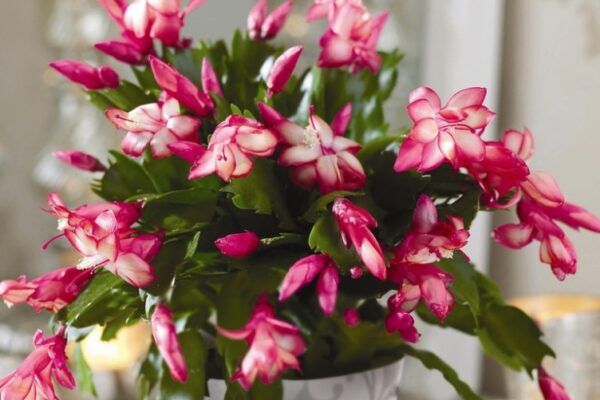 Ultimate Guide To Indoor Christmas Cactus Care: Tips For Thriving Potted Plants