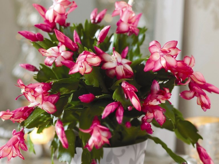 Ultimate Guide To Indoor Christmas Cactus Care: Tips For Thriving Potted Plants