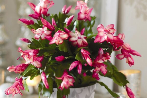 Spruce Up Your Space: Essential Tips For Christmas Cactus Care