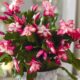 The Ultimate Guide To Caring For Your Christmas Cactus Plant: Tips And Tricks For Thriving Succulents