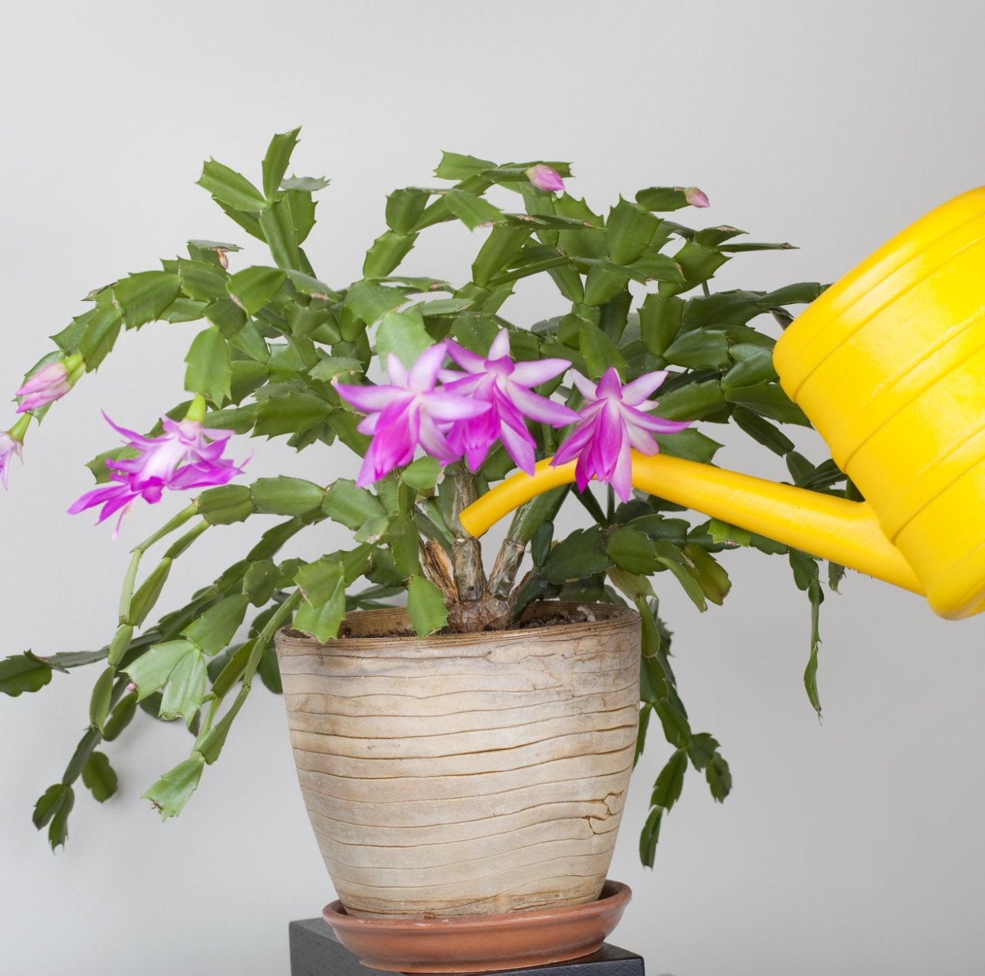 How To Care For A Christmas Cactus: Expert Tips