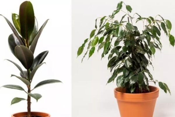 Potting Perfection: Mastering The Art Of Ficus Care In Containers