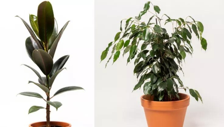 Potting Perfection: Mastering The Art Of Ficus Care In Containers