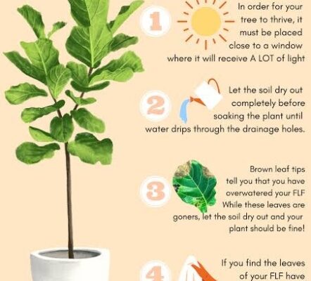 Fig Plant Care: The Ultimate Guide To Keeping Your Ficus Healthy And Happy