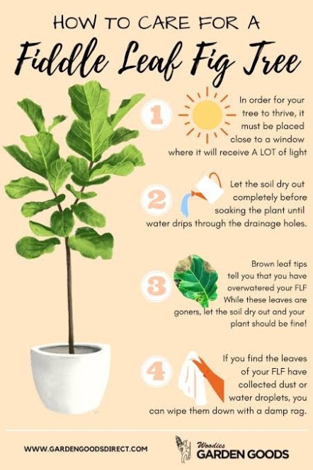 Fig Plant Care: The Ultimate Guide To Keeping Your Ficus Healthy And Happy