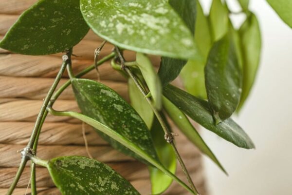 Ultimate Guide: Caring For Your Hoya Plant Like A Pro!