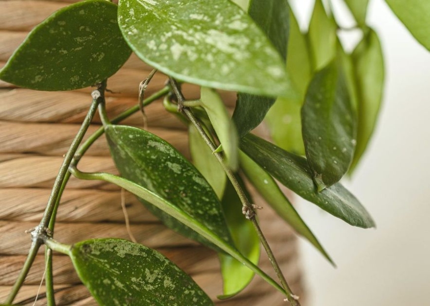 Ultimate Guide: Caring For Your Hoya Plant Like A Pro!