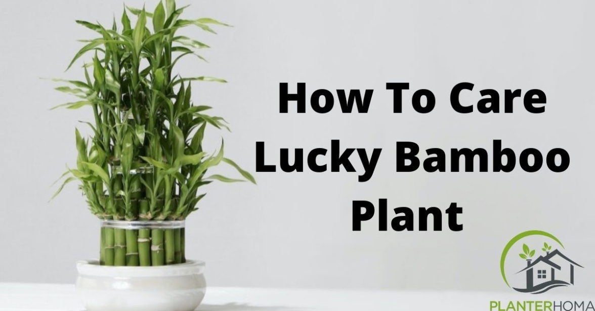 How To Care For A Small Lucky Bamboo Plant At Home! – Planterhoma