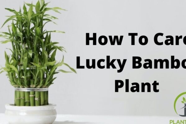 Bamboo Plant Care: Tips For Thriving Indoor Growth