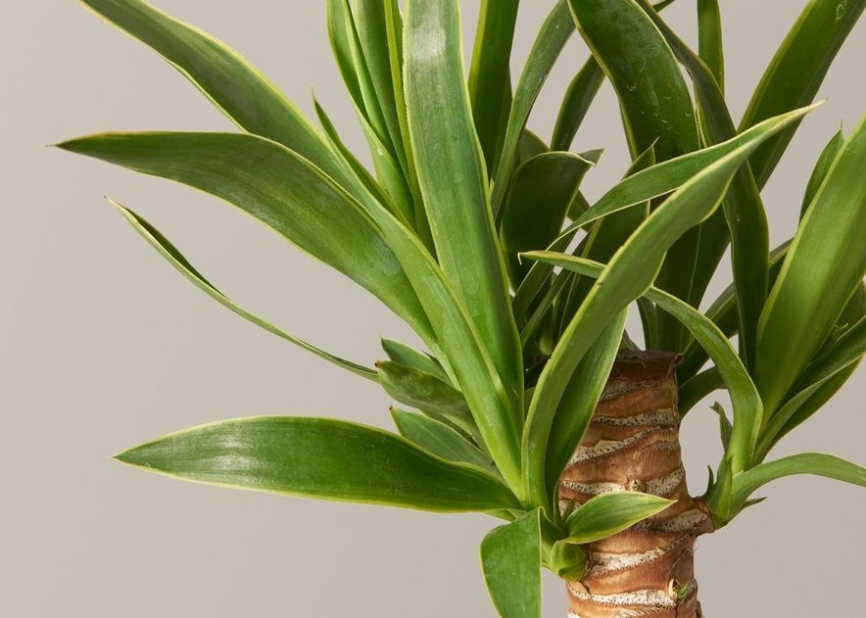 How To Care For A Yucca Plant  The Sill