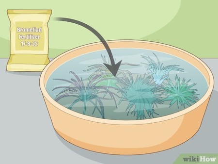 Ultimate Guide To Indoor Air Plant Care: Tips For Thriving Tillandsias