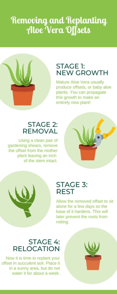 How To Care For Aloe Vera Plants - Plant Guide  Garden Goods Direct