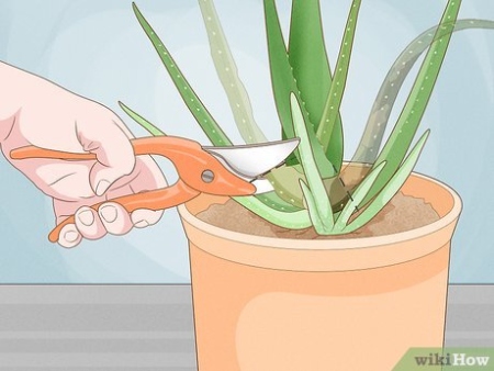 Aloe Vera Care Guide: Tips For Keeping Your Plant Healthy And Thriving