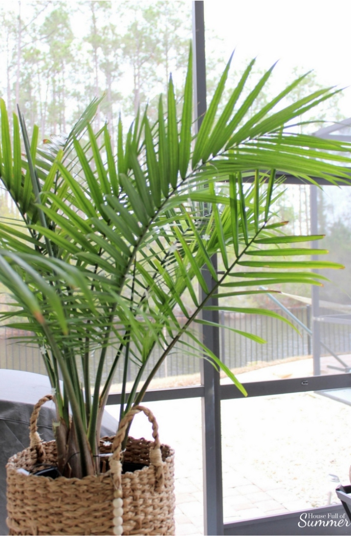 How To Care For An Indoor Majesty Palm — House Full Of Summer