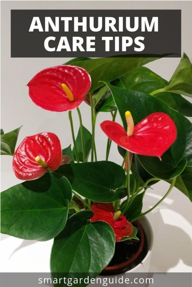 How To Care For Anthurium The Easy Way (Flamingo Flower) - Smart