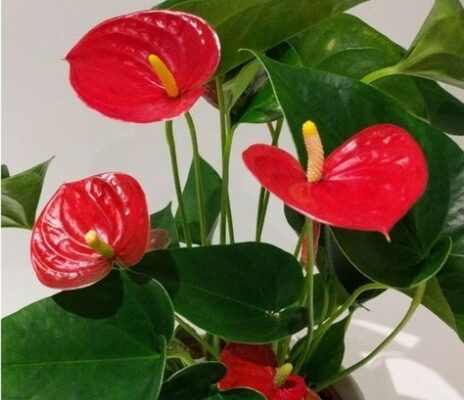 Anthurium Care: Expert Tips For Thriving Indoor Plants