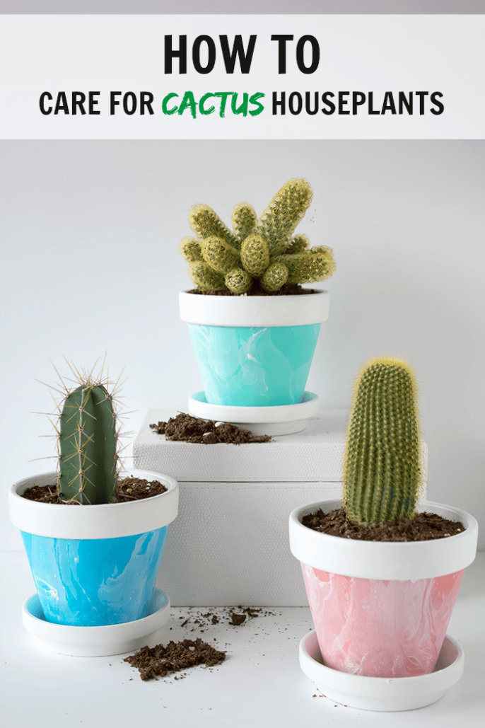 How To Care For Cactus House Plants  Indoor Cacti Care