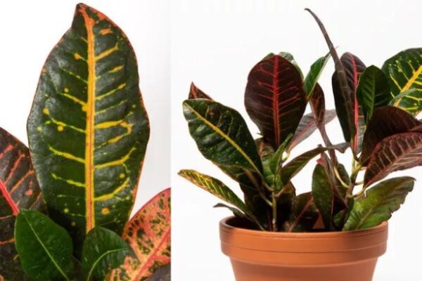 Unlock The Secrets To Thriving Croton Plants With Expert Care Tips