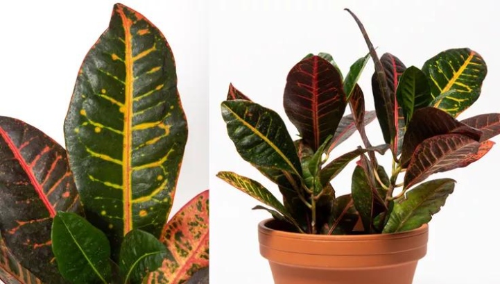 Unlock The Secrets To Thriving Croton Plants With Expert Care Tips