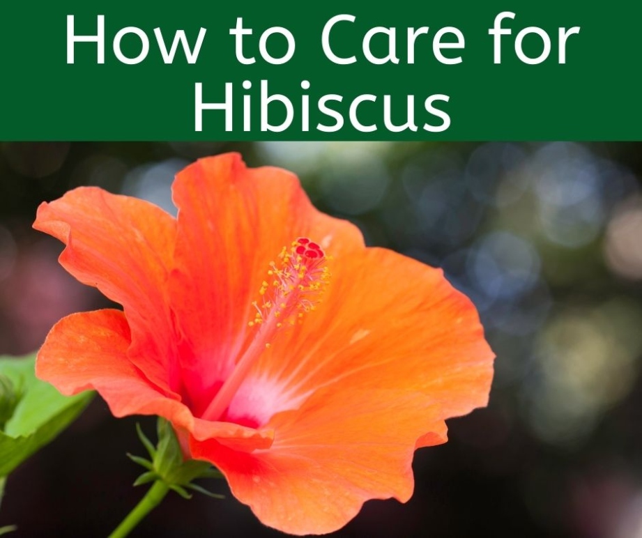 How To Care For Hibiscus Plants - Beat Your Neighbor