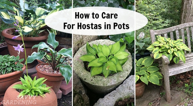 How To Care For Hostas In Pots: The Perfect Plants For A Shade Garden