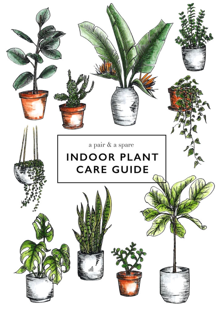 How To Care For Indoor Plants  Collective Gen