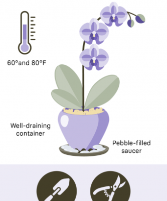 Orchid Care 101: Expert Tips For Thriving Indoor Plants