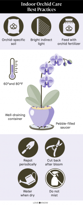 Orchid Care 101: Expert Tips For Thriving Indoor Plants