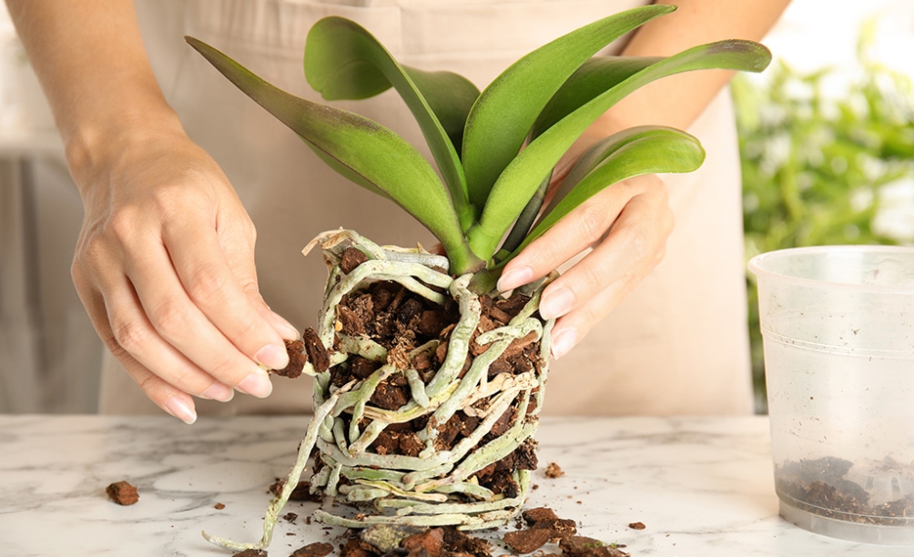 How To Care For Orchids - The Home Depot