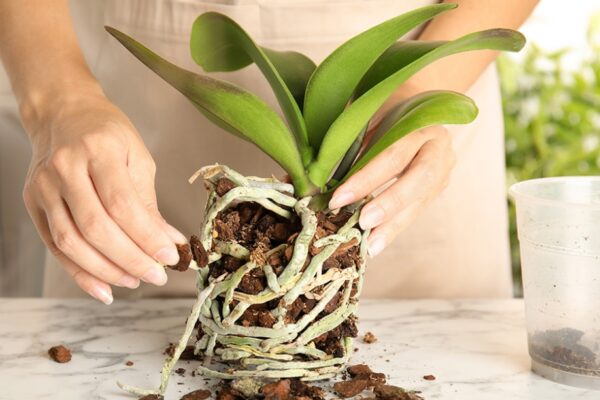 Orchid Care: Essential Tips For Keeping Your Plant Healthy And Blooming