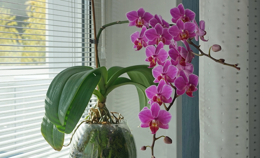 How To Care For Orchids - The Home Depot