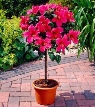 Winter Hibiscus Care: Expert Tips To Keep Your Plant Thriving