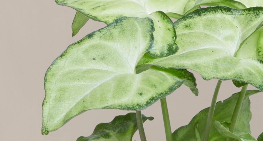 How To Care For The Arrowhead Plant  Plants  - The Sill