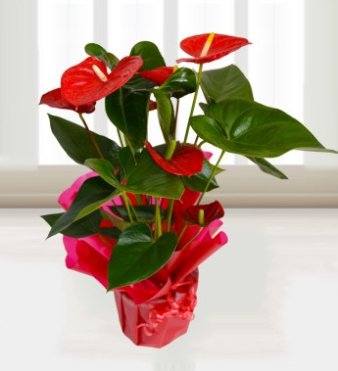 How To Care For Your Anthurium Plant - Flower Press