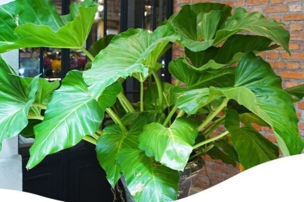 Ultimate Guide: Elephant Ear Plant Care Tips For Thriving Growth