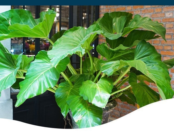 Ultimate Guide: Elephant Ear Plant Care Tips For Thriving Growth