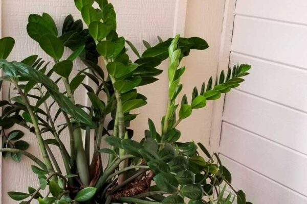 Ultimate Guide To ZZ Plant Care: Tips For Thriving Indoor Greenery