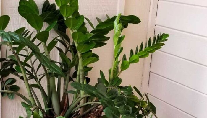 Ultimate Guide To ZZ Plant Care: Tips For Thriving Indoor Greenery