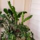 Ultimate Guide To ZZ Plant Care: Tips For Thriving Indoor Greenery