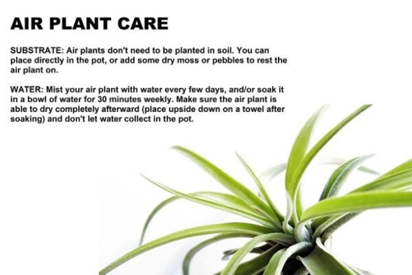 Air Plant Care Guide: Tips For Thriving Tillandsia In Your Home