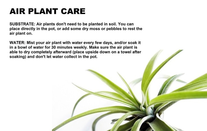 Air Plant Care Guide: Tips For Thriving Tillandsia In Your Home