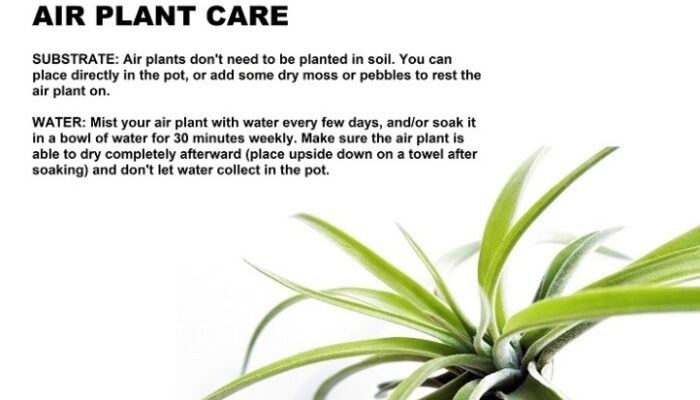 The Ultimate Guide To Caring For Air Plants: Tips For Thriving Tillandsias