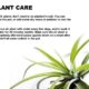 The Ultimate Guide To Caring For Air Plants: Tips For Thriving Tillandsias