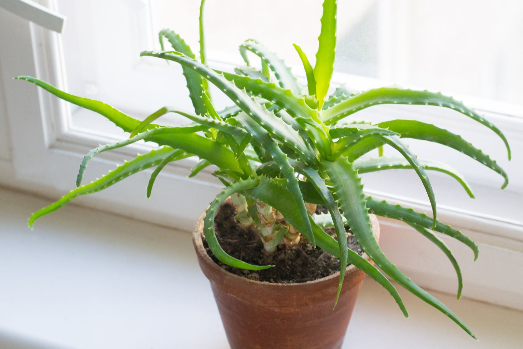 Nurturing An Indoor Aloe Vera Plant For Optimal Growth And Health