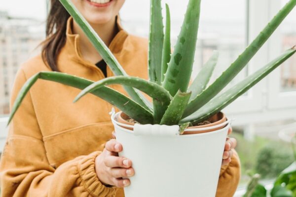 Aloe Vera Love: Expert Tips For Thriving Indoor Plants