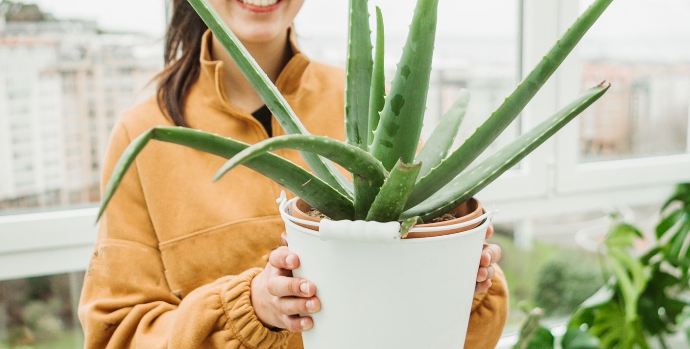 Aloe Vera Love: Expert Tips For Thriving Indoor Plants