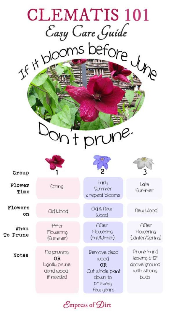 How To Grow & Care For Clematis Vines