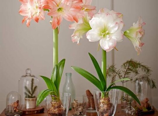 Green Thumb Guide: Mastering Amaryllis Plant Care Like A Pro