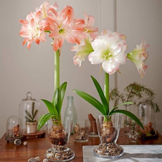 Green Thumb Guide: Mastering Amaryllis Plant Care Like A Pro